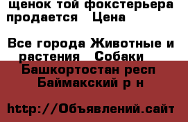 щенок той-фокстерьера продается › Цена ­ 25 000 - Все города Животные и растения » Собаки   . Башкортостан респ.,Баймакский р-н